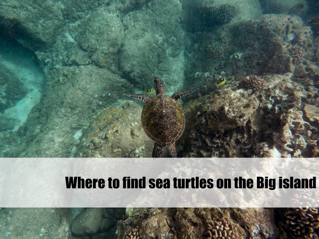 Where to find sea turtles on the Big Island of Hawaii