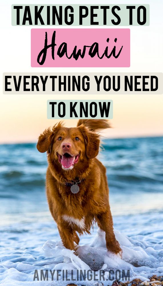 Taking a dog to Hawaii Can you bring pets on a Hawaii vacation?