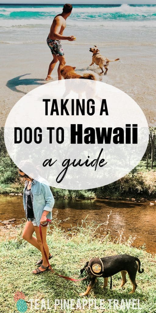 Taking a dog to Hawaii Can you bring pets on a Hawaii vacation?