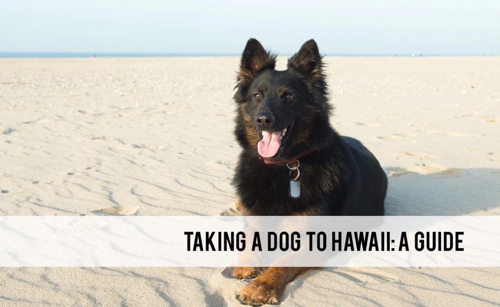Taking a dog to Hawaii Can you bring pets on a Hawaii vacation?