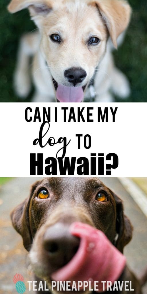 Taking a dog to Hawaii Can you bring pets on a Hawaii vacation?