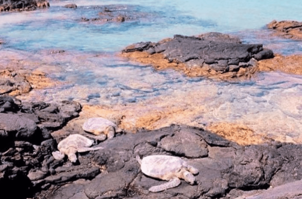 4day Big Island Itinerary How to spend 4 days on Hawaii Island